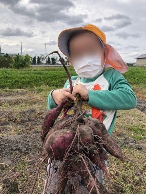 お芋ほりと焼き芋会