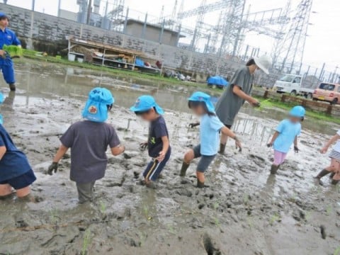 5歳児クラス田植えに行きました！