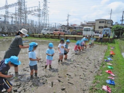 5歳児クラス田植えに行きました！